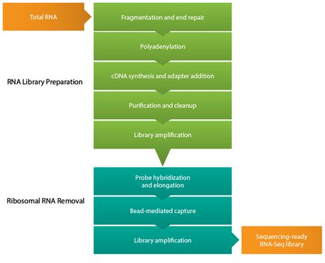 Rna Seq Workflow Bio Rad