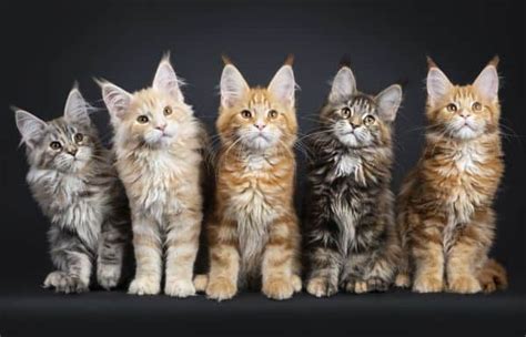 Tabby Maine Coon Kitten