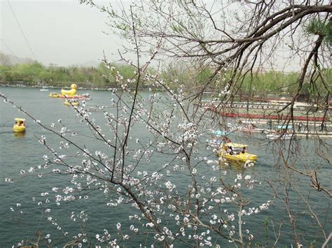 2019雁栖湖 旅游攻略 门票 地址 游记点评 怀柔旅游景点推荐 去哪儿攻略社区