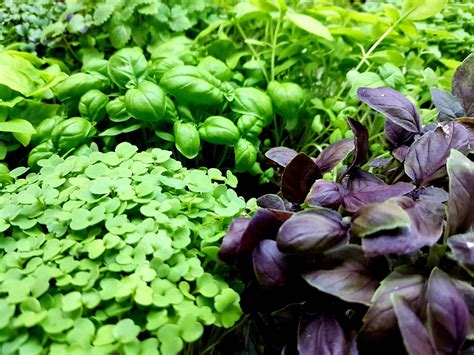 greens rising roots microgreens