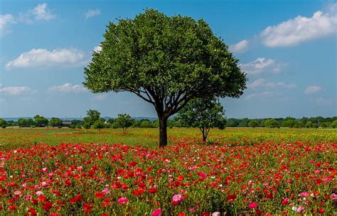 Tierra Campo Flor Paisaje Prado Naturaleza Flor Rosa Amapola