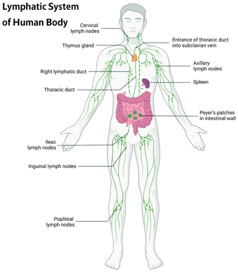 Lymphatic System Know About Immune Function And Disorders