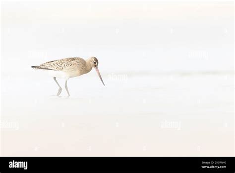 A Bar Tailed Godwit Limosa Lapponica Foraging During Fall Migration