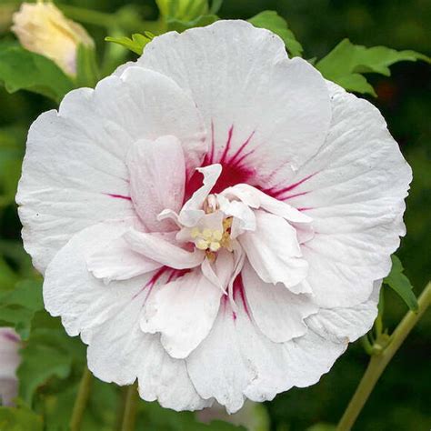 Eibisch Hibiscus syriacus China Chiffon weiß