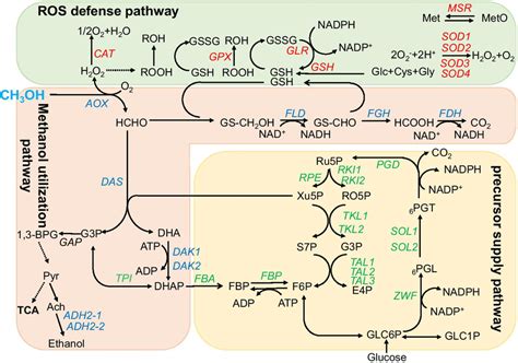 The Methanol Metabolism In O Polymorpha The Color Marked Genes Were Download Scientific