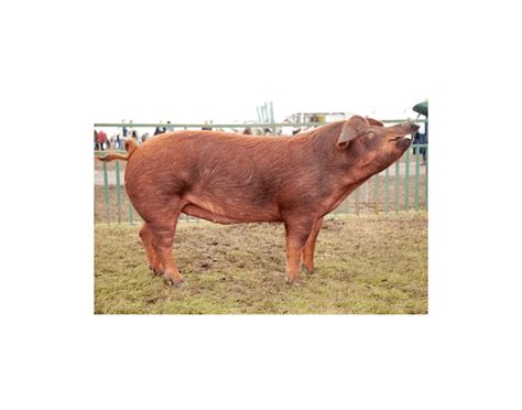 Duroc pig parts Quiz