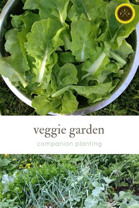 Companion planting examples Food Garden, Garden Pests, Veggie Garden, Vegetable Gardening ...