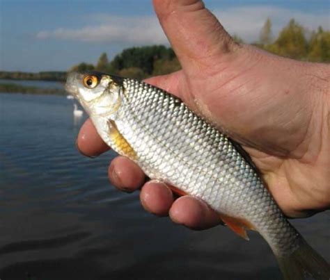 Рыба плотва - подробный обзор, ареал, как поймать, виды, размножение ...