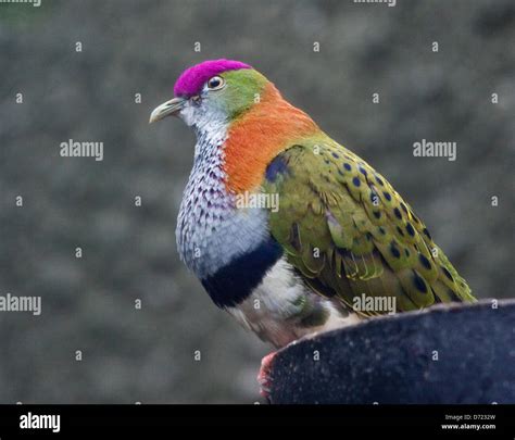 superb fruit dove ptilinopus superbus stock photo alamy