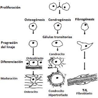 Esquema de la diferenciación celular en el callo óseo [13]. | Download ...