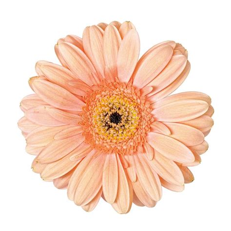 Light Pink Gerbera Flower Isolated Stock Photo Image Of Flora White