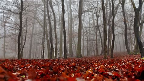 Foggy Forest in Autumn : r/AutumnPorn