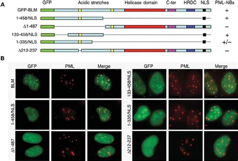 Blm Amino Acids Mediate Localization To The Pml Nbs