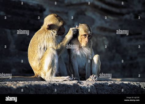 Monkeys lopburi thailand se asia Stock Photo - Alamy