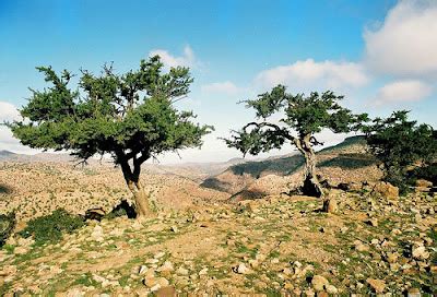 SPRING FLOWER'S: Argan Trees