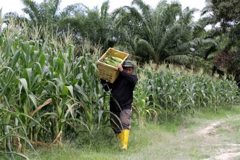 Indeks Harga Pengeluar Catat Peningkatan Pada September