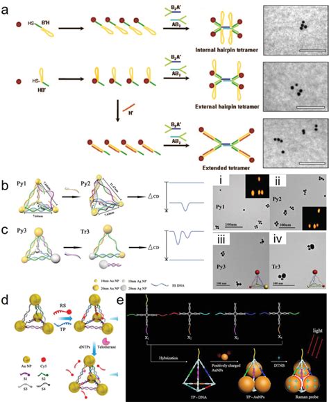 Dna‐mediated Tetrameric Au Nanostructure Assembly A Download Scientific Diagram