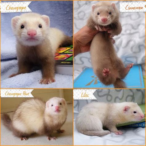 Ferret Colors And Patterns - nickiy.com