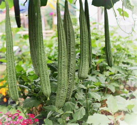 How to Plant Loofah(Luffa) Sponge in Your Garden