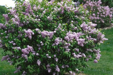 18 Lilac Varieties Lilac Varieties Dwarf Trees For Landscaping