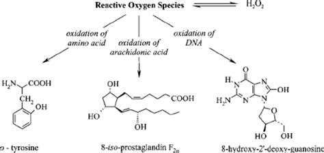 Oxidative stress biomarkers’ genesis. | Download Scientific Diagram