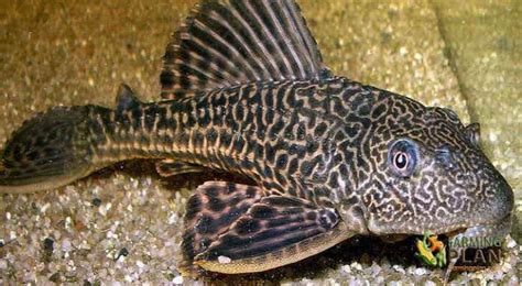 Plecostomus Fish: A Tropical Fish That Grows At High Speed - Farming Plan