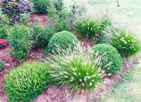 Les Gramines Plantes Agencement De Jardin Aux Meilleurs Prix