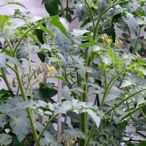 Tomato Flowers Diary Of A Brussels Kitchen Garden