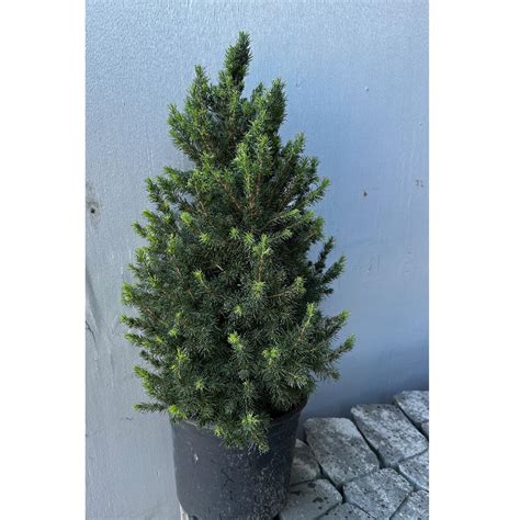 Alberta Dwarf Spruce 3 Gallon Rural King