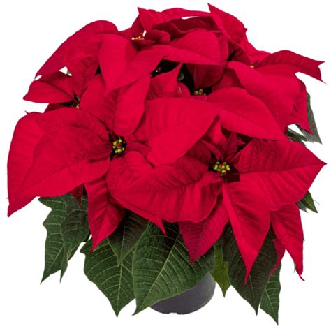 Poinsettia Extra Flor De Pascua Euphorbia Pulcherrima Pascuera Flor