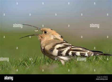 Hoopoe With Prey Stock Photo Alamy