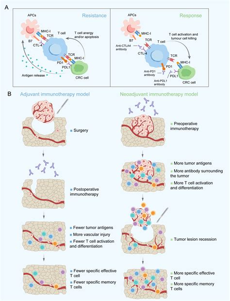 Frontiers | Neoadjuvant immunotherapy for colorectal cancer: Right
