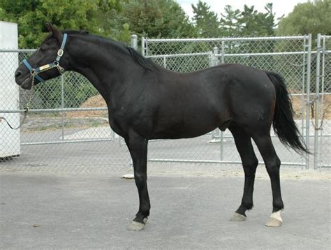 Galería De Imágenes Las 5 Mejores Razas De Caballos De Salto