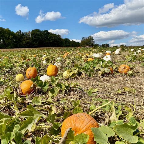 A Perfect Fall Afternoon at the Pumpkin Patch – Amanda Markel