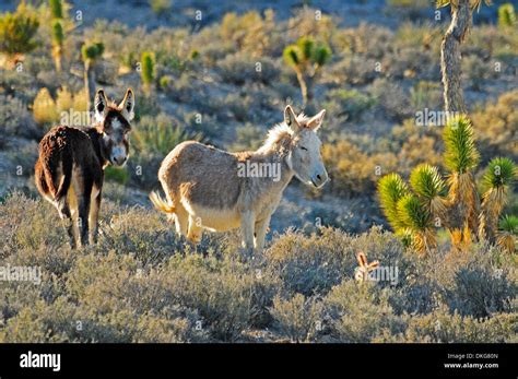 Donkey Equus Asinus Asinus Spring Mountains Nevada Usa Stock Photo