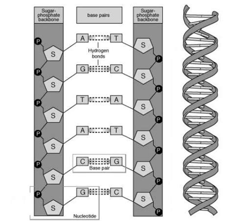 1 Dna Structure [52] Download Scientific Diagram