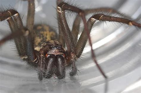 Hobo Spider | bite, size & habitat facts - Spider Pedia