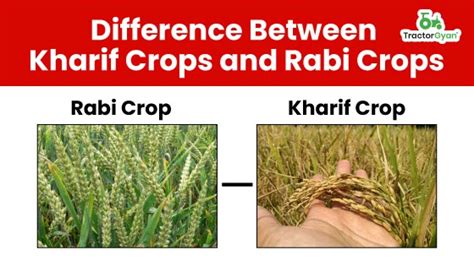 Types Of Crops Rabi And Kharif Crop Seasons In India Tractorgyan