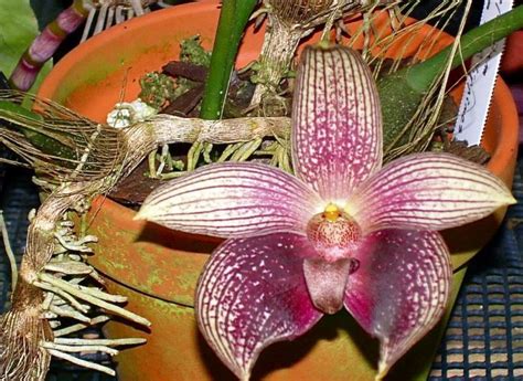 BULBOPHYLLUM FACETUM Orchidées 59