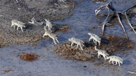 Yellowstone wolf reintroduction and infectious disease dynamics