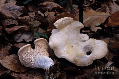 Hedgehog Mushroom By John Wright Science Photo Library