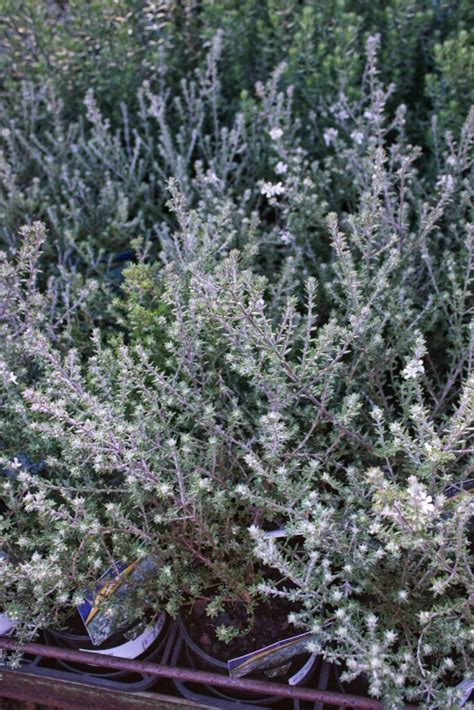 Westringia Milky Way — Rockbank Nursery