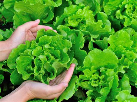 La lechuga está sobrevalorada cuatro verduras que son más nutritivas