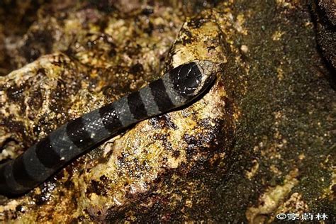 Snakes Of Taiwan Laticauda Colubrina Yellow Lipped Sea Krait