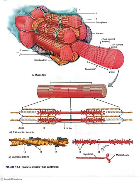 skeletal muscle fiber Diagram | Quizlet