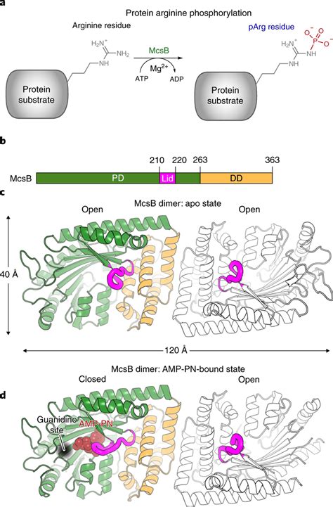 Structure Of The Protein Arginine Kinase Mcsb A Simplified Scheme Of