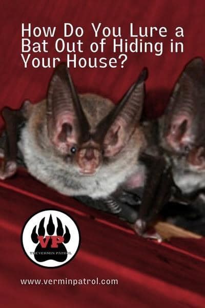 How Do You Lure A Bat Out Of Hiding In Your House Vermin Patrol