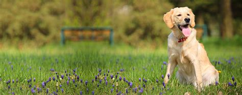 Can A Lab Be Trained As A Guard Dog