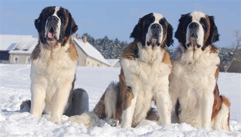 Chien de montagne : les races, leur entretien et notre avis