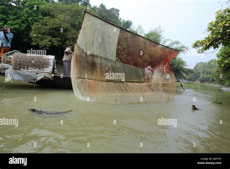 Nutria Tradicional La Pesca Con Nutrias Entrenados En El Distrito